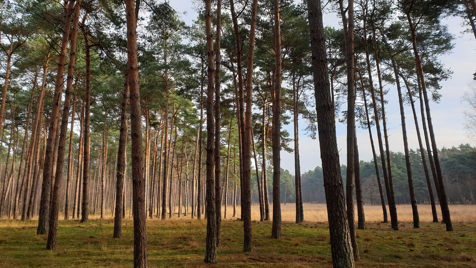 Bäume im Galgenvenn