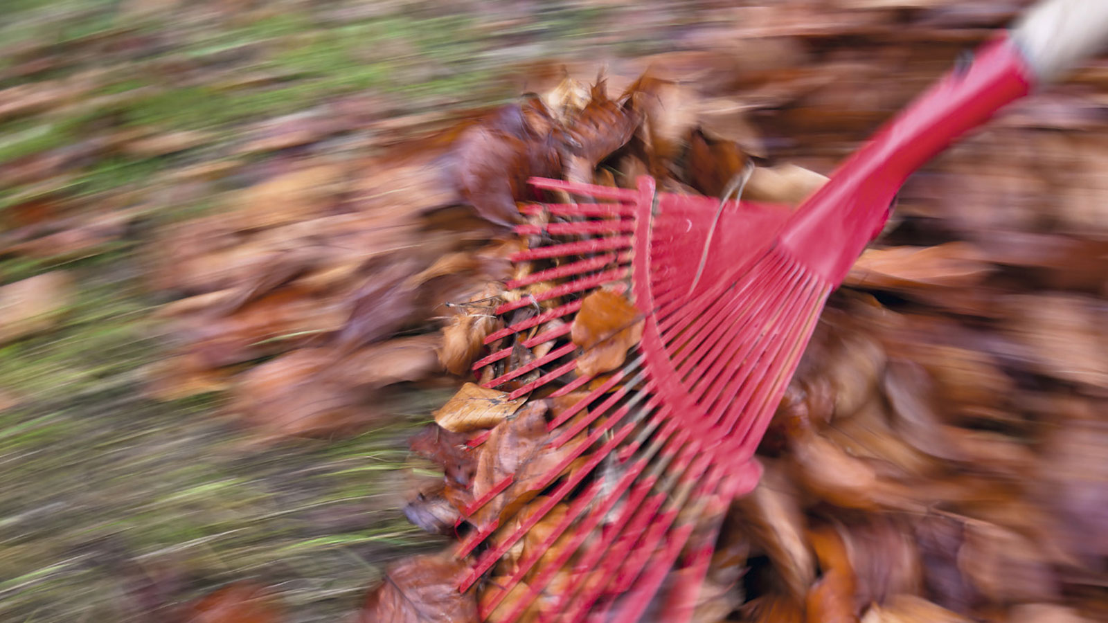 Rechen im Herbstlaub